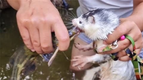 巨型鯰魚_湄公河巨型鯰魚_巨型鯰魚圖片