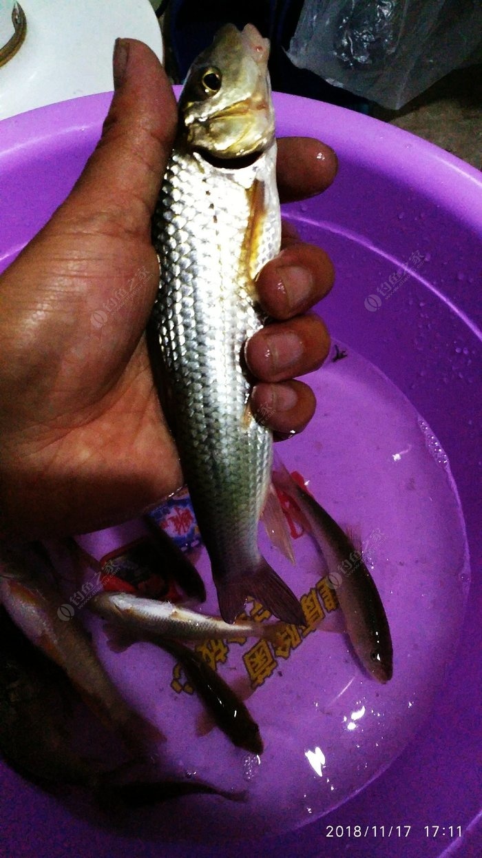 鯽魚釣法技巧野釣_野釣鯽魚技巧大全_鯽魚大全技巧野釣視頻