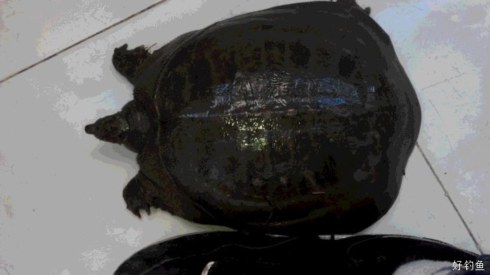 小甲魚緣何有大魅力？央視如何探秘潢川甲魚養殖“絕招”