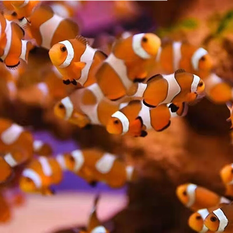 水族器械_水族器材品牌_水族器材