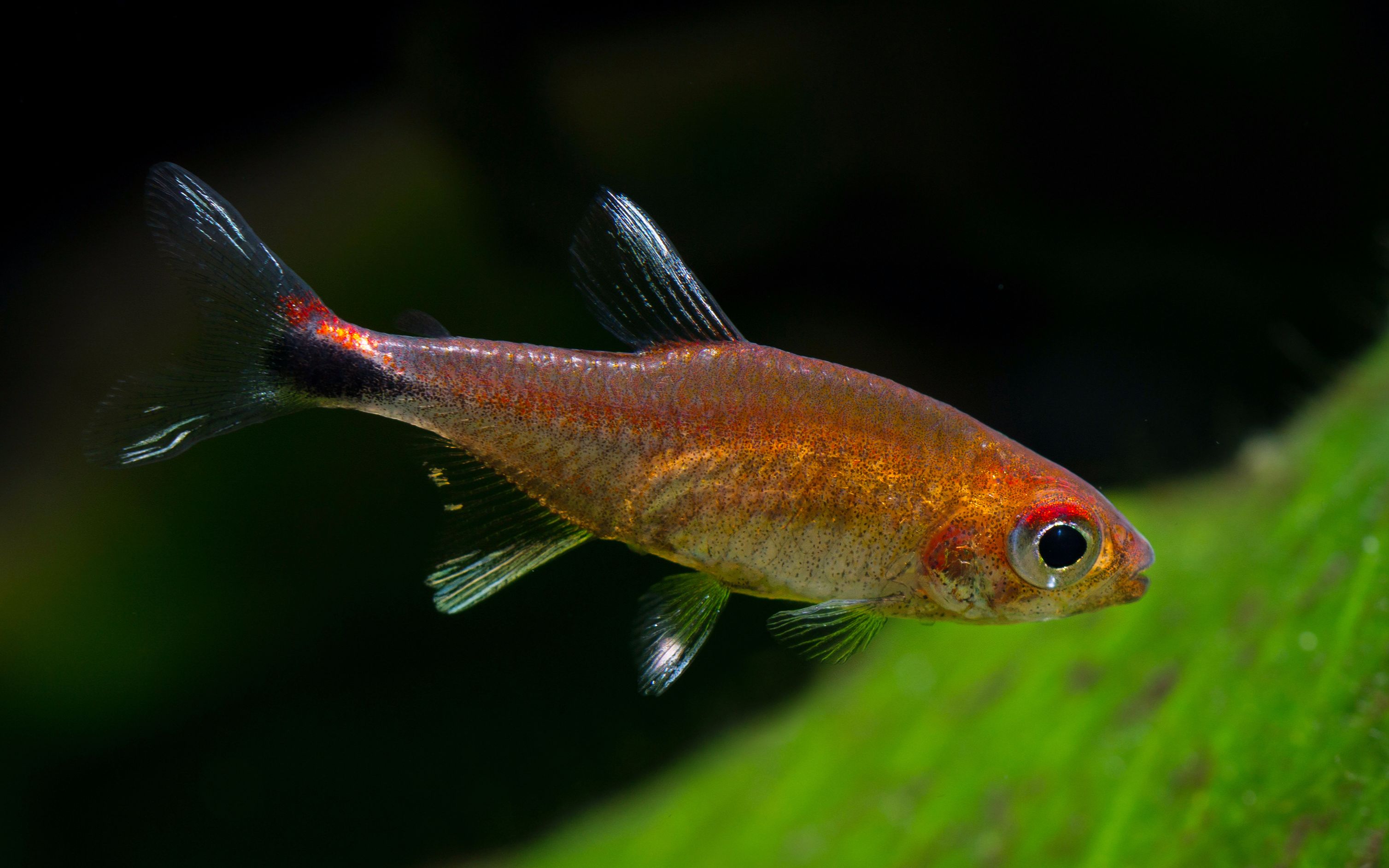 熱帶魚3D熱帶魚水族箱屏幕保護程序注冊方法分享！！
