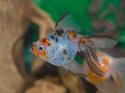 水族館屏保_水族箱屏保_水族箱屏保