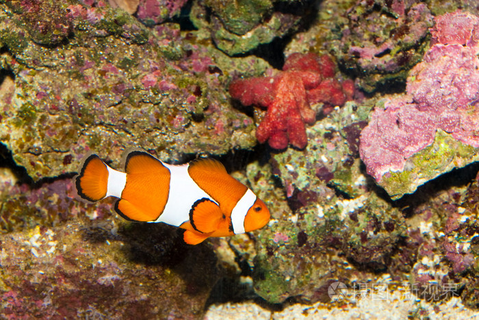 水族箱屏保_水族箱屏保_水族館屏保