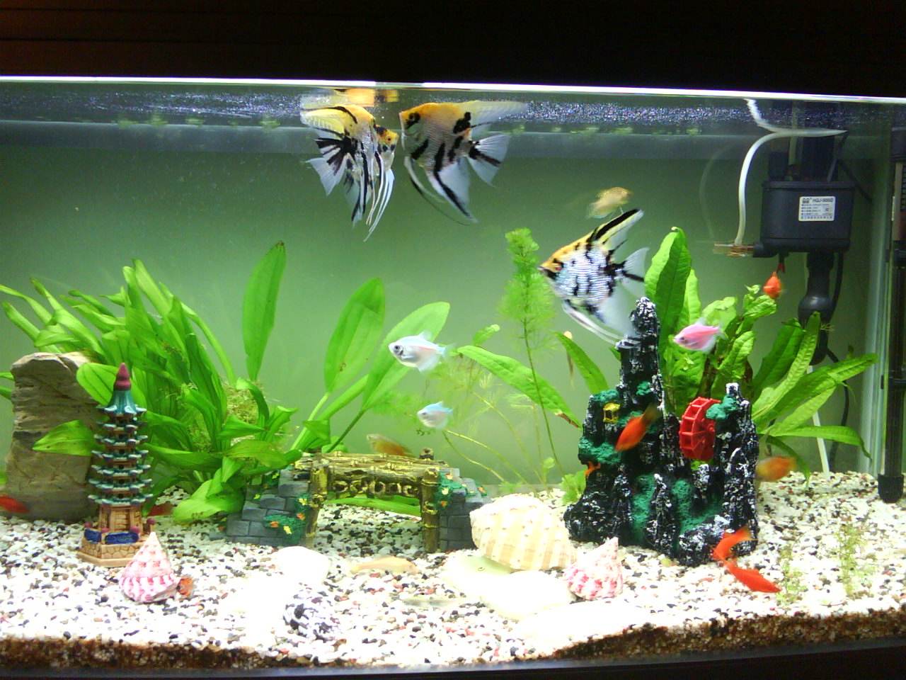 熱帶魚生活一般在幾月_熱帶魚一般生活在_熱帶魚生活一般多久