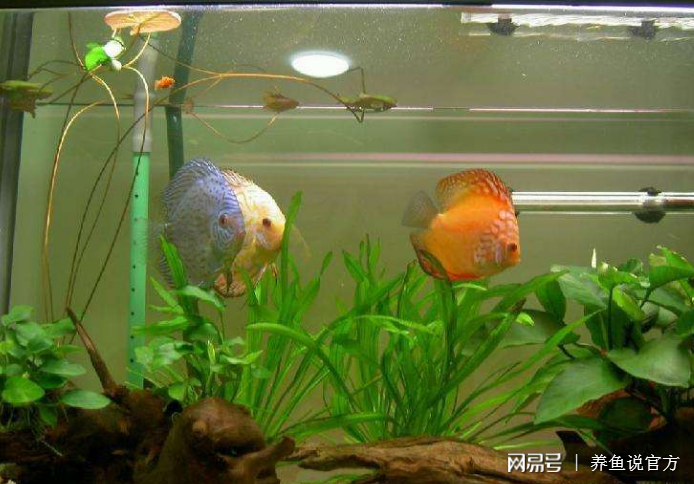 熱帶魚一般生活在_熱帶魚生活一般在幾月_熱帶魚生活一般多久