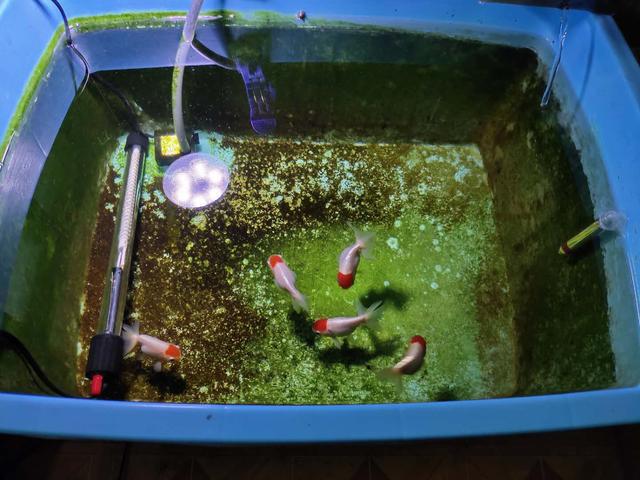 熱帶魚生活一般多久_熱帶魚生活一般在幾月_熱帶魚一般生活在