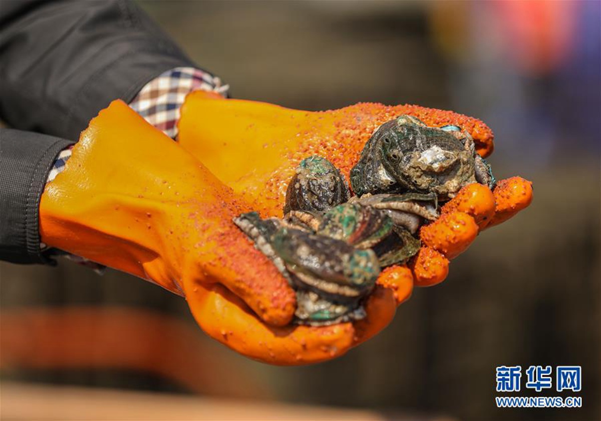 鮑魚動物類型屬于什么動物_鮑魚屬于什么類型動物_鮑魚動物類型屬于哪種