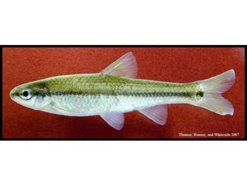 六須鯰魚 盤點各國的兇猛大魚，中國有2種魚上榜！