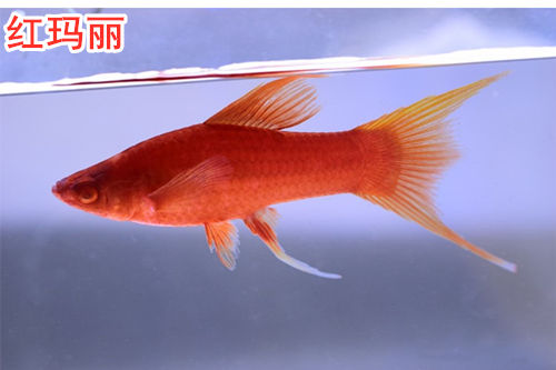 鯰魚是不是很臟_六須鯰魚_鯰魚效應
