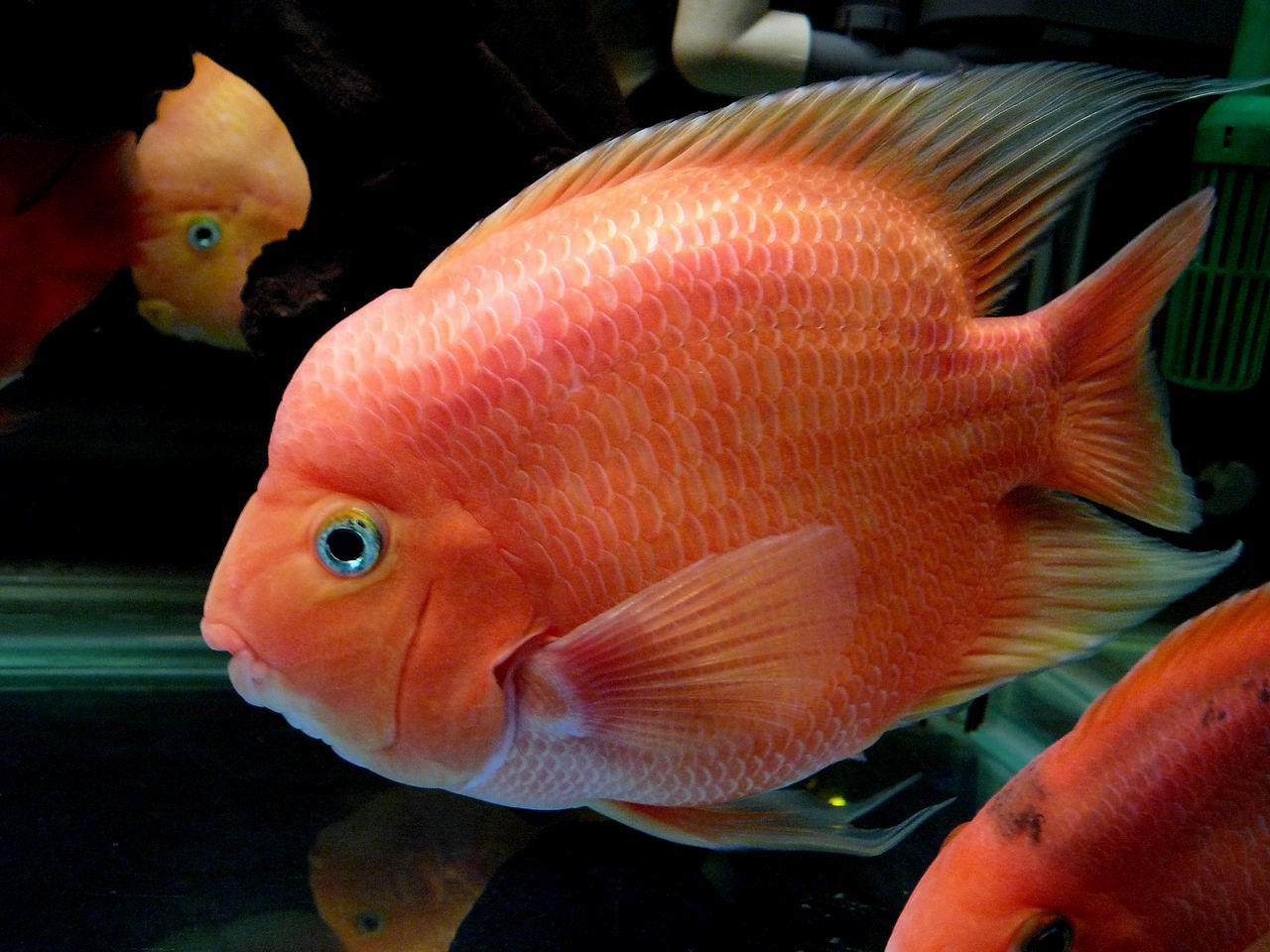 鯰魚效應_鯰魚是不是很臟_六須鯰魚