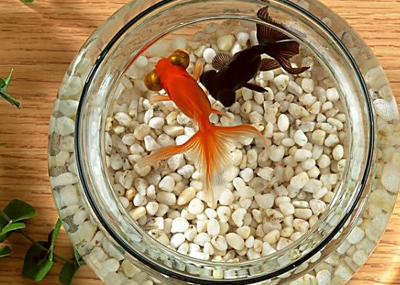 養魚知識_養魚知識大全_養魚知識和技巧