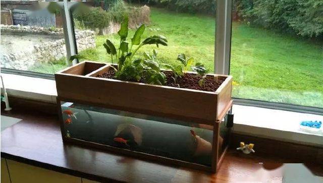 養魚知識和技巧_養魚知識_養魚知識大全
