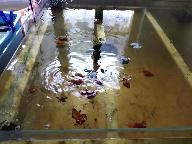 養魚知識和技巧_養魚知識_養魚知識大全
