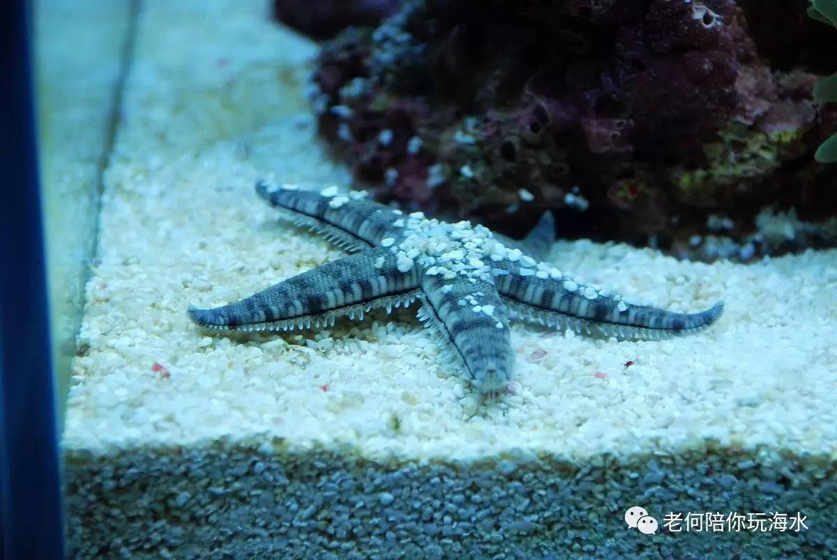 海星是否可以吃_海星能吃嗎_海星能吃什么部位