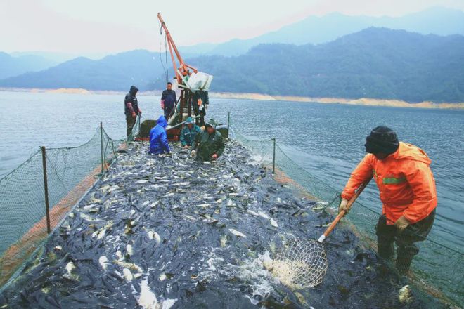 千島湖魚_千島湖魚口感怎么樣_千島湖魚