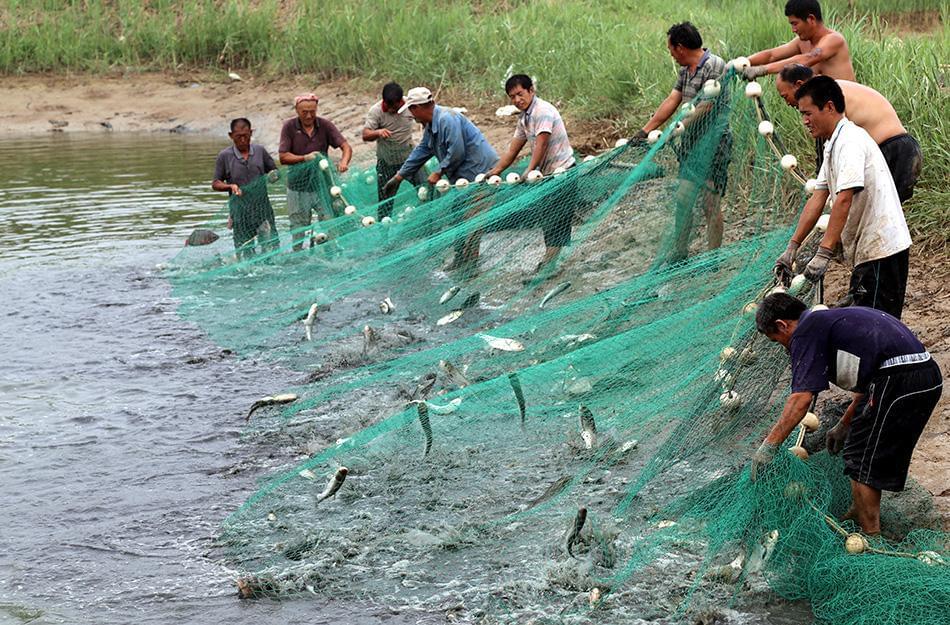 千島湖魚口感怎么樣_千島湖魚_千島湖魚