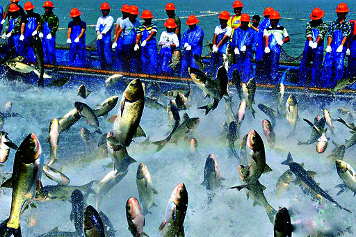 千島湖魚_千島湖魚_千島湖魚口感怎么樣