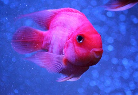 養魚知識大全_養魚知識_養魚知識魚塘