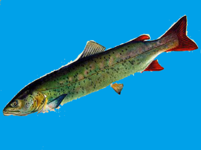 千島湖魚 鐵腕行動的背后是漁業發展的機制創新