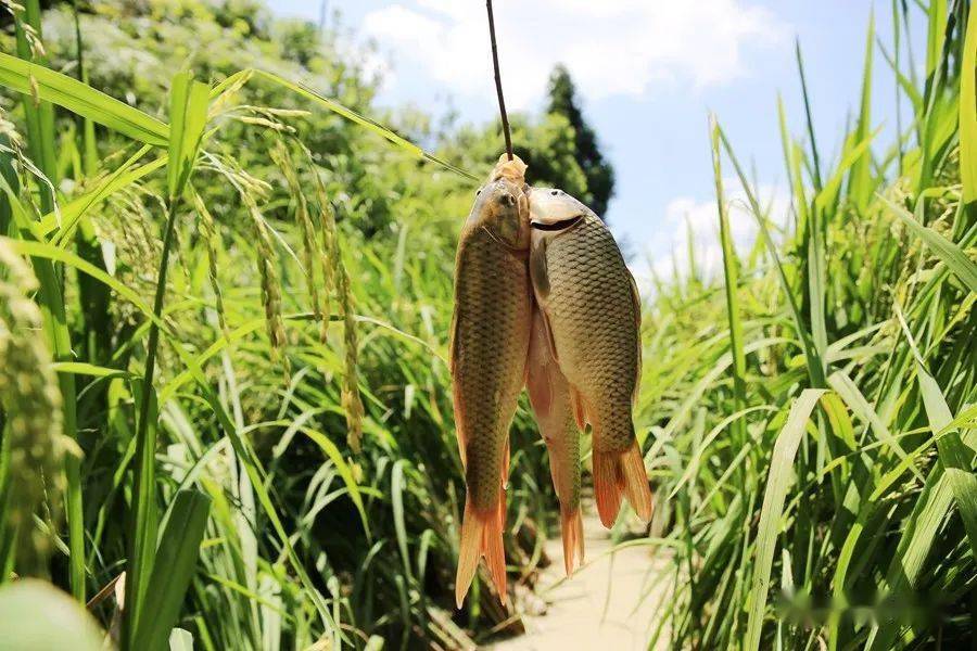 千島湖魚是啥魚_千島湖魚_千島湖魚