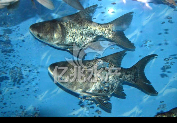 魚生活條件_魚生活特點_魚的生活習性