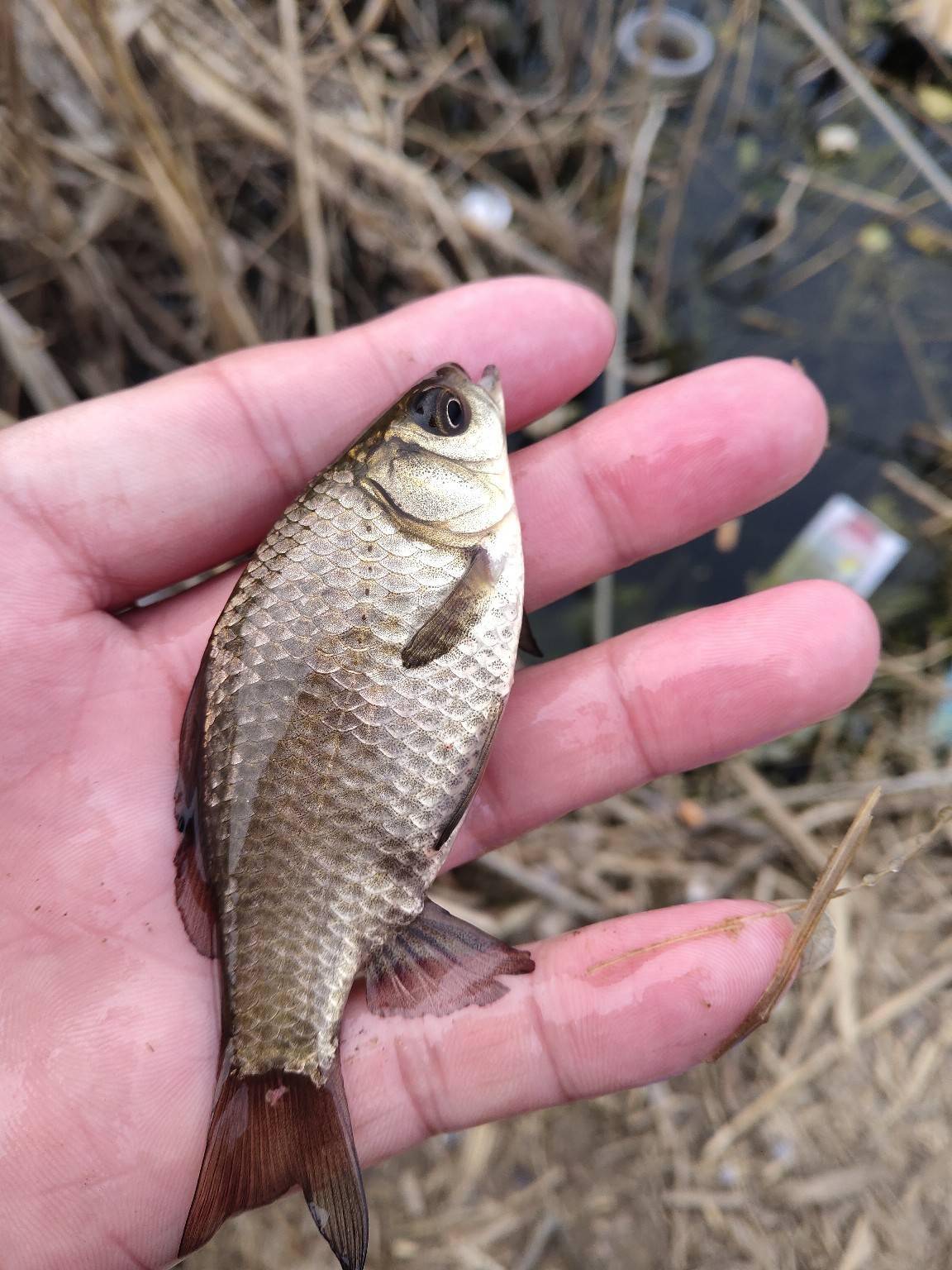釣魚天氣預報_釣魚天氣_釣魚天氣預報那個軟件最準