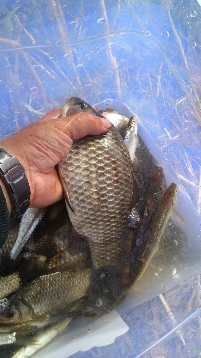 釣魚天氣預報精準看風雨氣壓_釣魚天氣預報_釣魚天氣