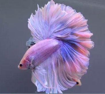 魚片圖片大全大圖_魚類圖片大全_大全片魚類圖片高清