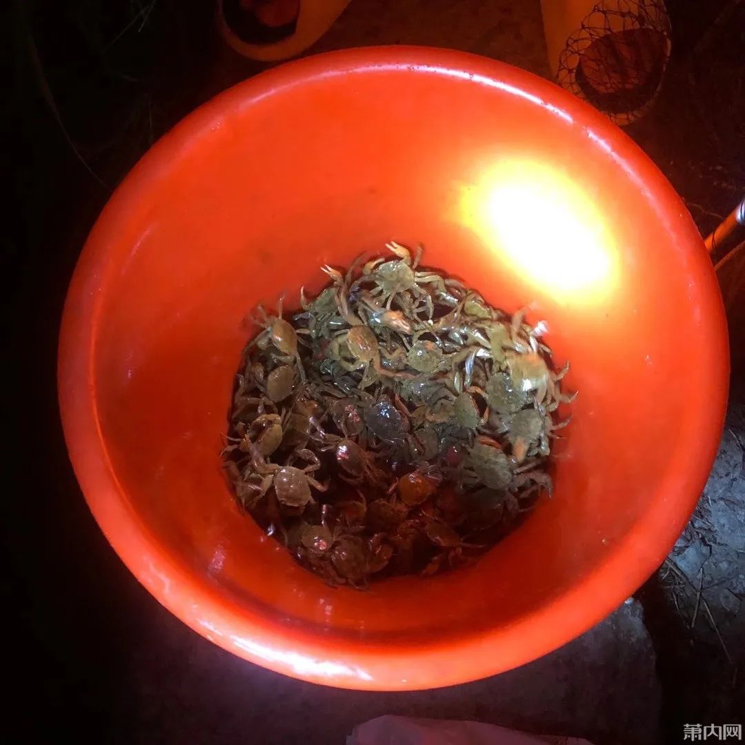 抓螃蟹技巧及注意事項_螃蟹的抓捕方法_抓螃蟹的時候怎么抓