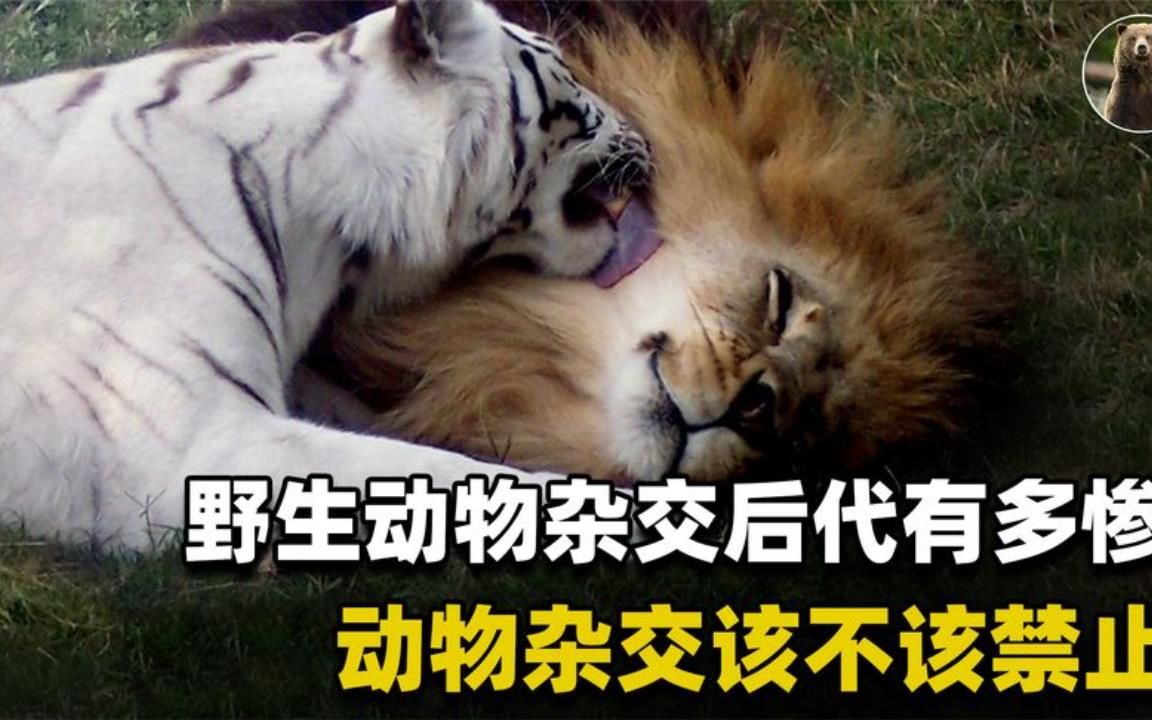 草魚養殖 動物界神奇雜交：后代命運慘狀曝光！！