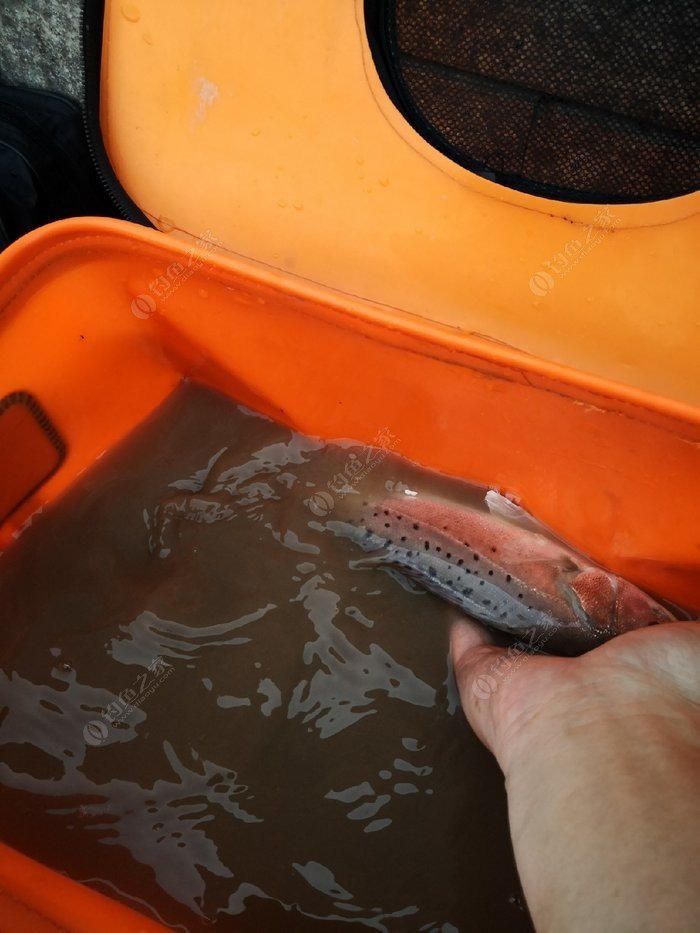 鱸魚鉤子怎么綁_鱸魚鉤怎么綁圖解_怎么綁鱸魚鉤