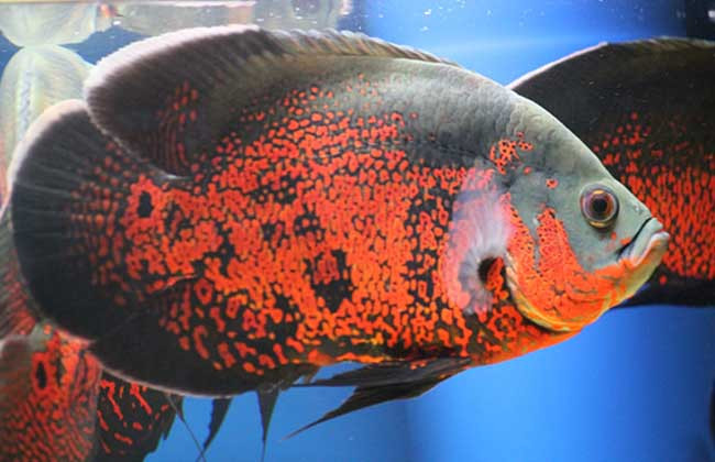 地圖魚蒙眼病的治療和預防方法有哪些呢？