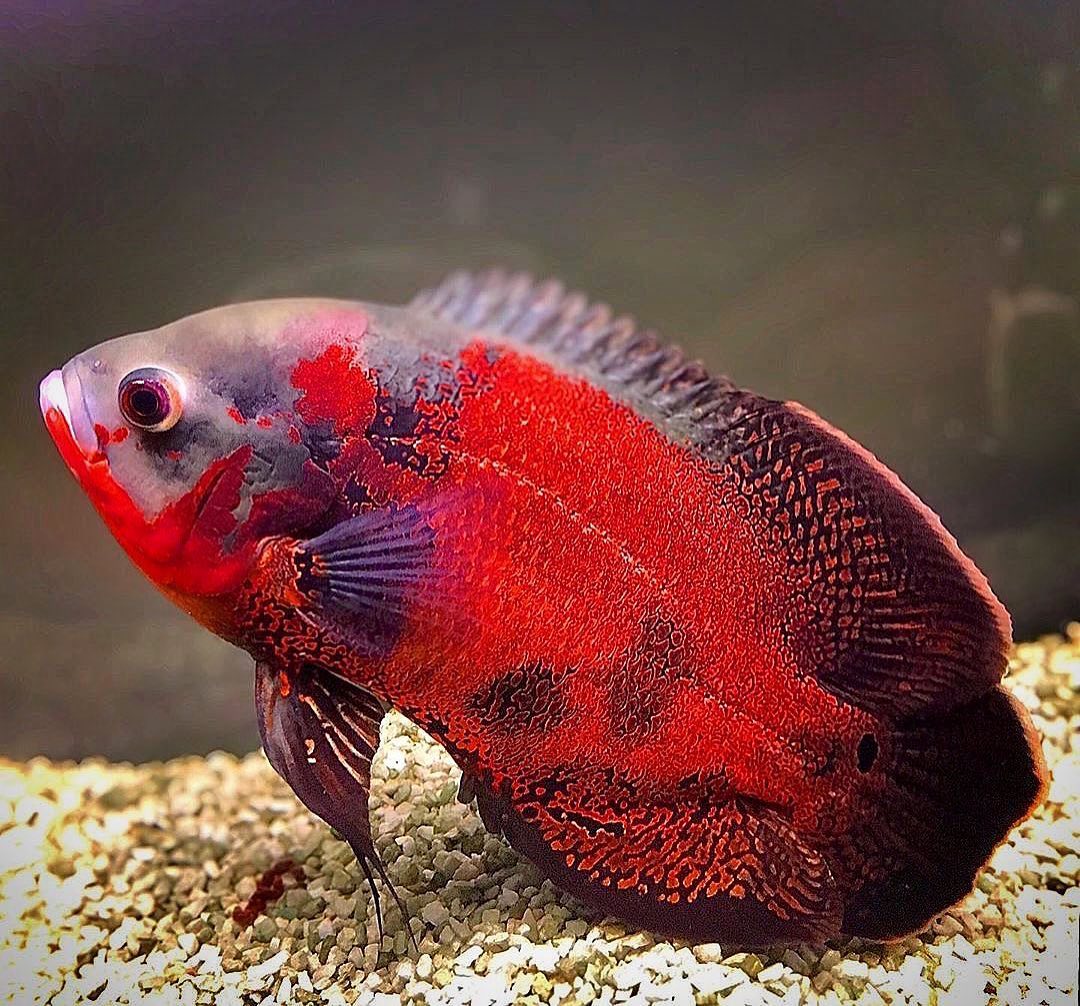 地圖魚蒙眼病視頻_地圖蒙眼病怎么治療_地圖魚蒙眼