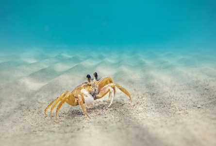 海蟹種類名稱圖解_海蟹的種類_海蟹品類
