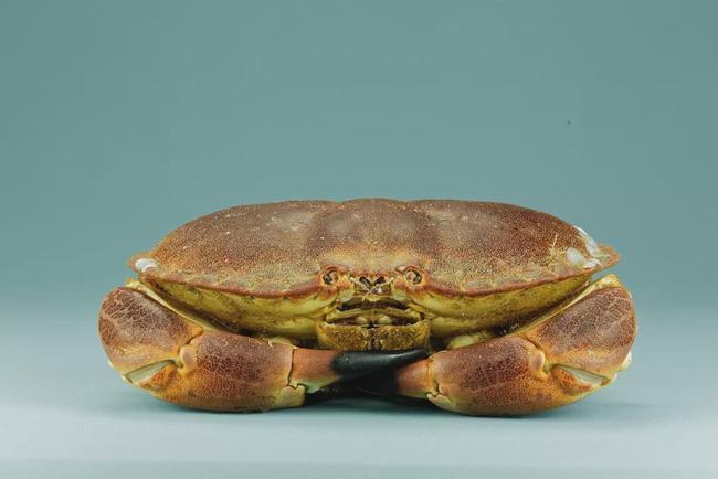 海蟹種類名稱圖解_海蟹的種類_海蟹品類
