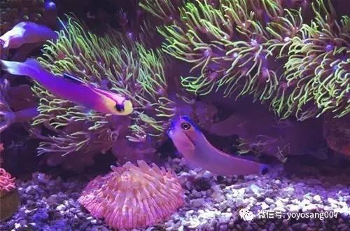 浮游磯釣_浮游磯釣子線多長合適_浮游磯釣線組圖解