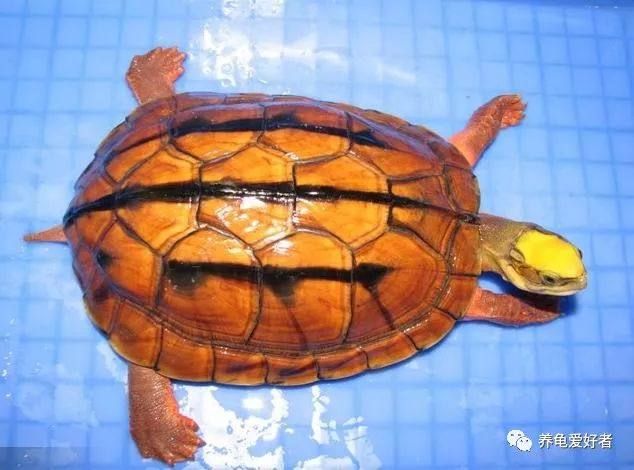 人工繁育都死了，北美大陸那邊只用了50億只旅鴿