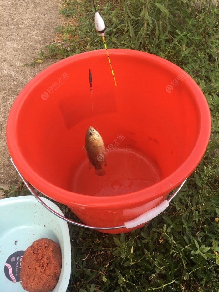 洋流石斑魚的美食圖片，我就饞了！！