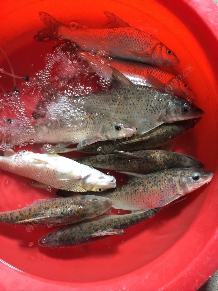 浮游磯釣線組圖解_浮游磯釣_浮游磯釣子線多長合適