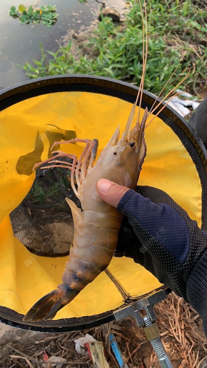 浮游磯釣教學視頻_浮游磯釣是什么意思_浮游磯釣