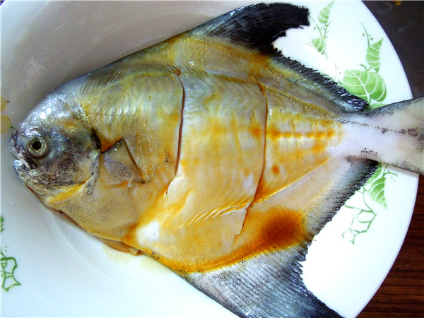 鯧魚多少錢一斤_鯧魚多少錢一斤_鯧魚多少錢一斤