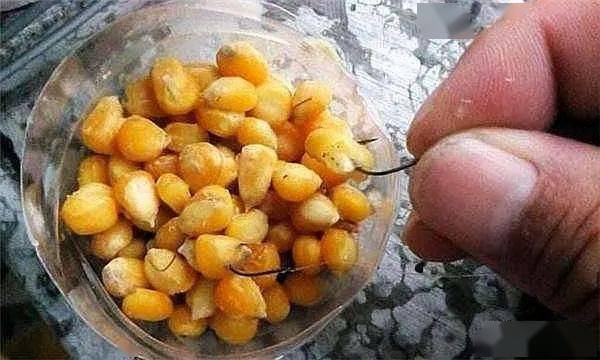 釣鯉魚好打窩用什么餌料_釣鯉魚用什么打窩最好_釣鯉魚好打窩用什么藥好