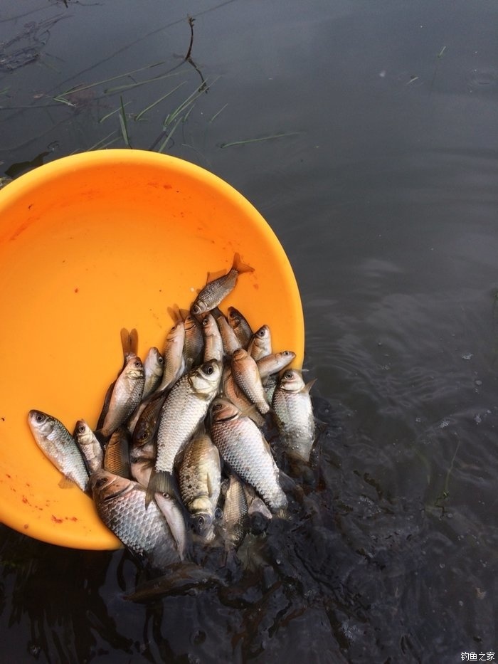 釣鯉魚用什么打窩最好_釣鯉魚打窩用什么餌料_釣鯉魚好打窩用幾號鉤