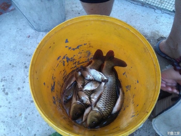 釣鯉魚好打窩用幾號鉤_釣鯉魚打窩用什么餌料_釣鯉魚用什么打窩最好