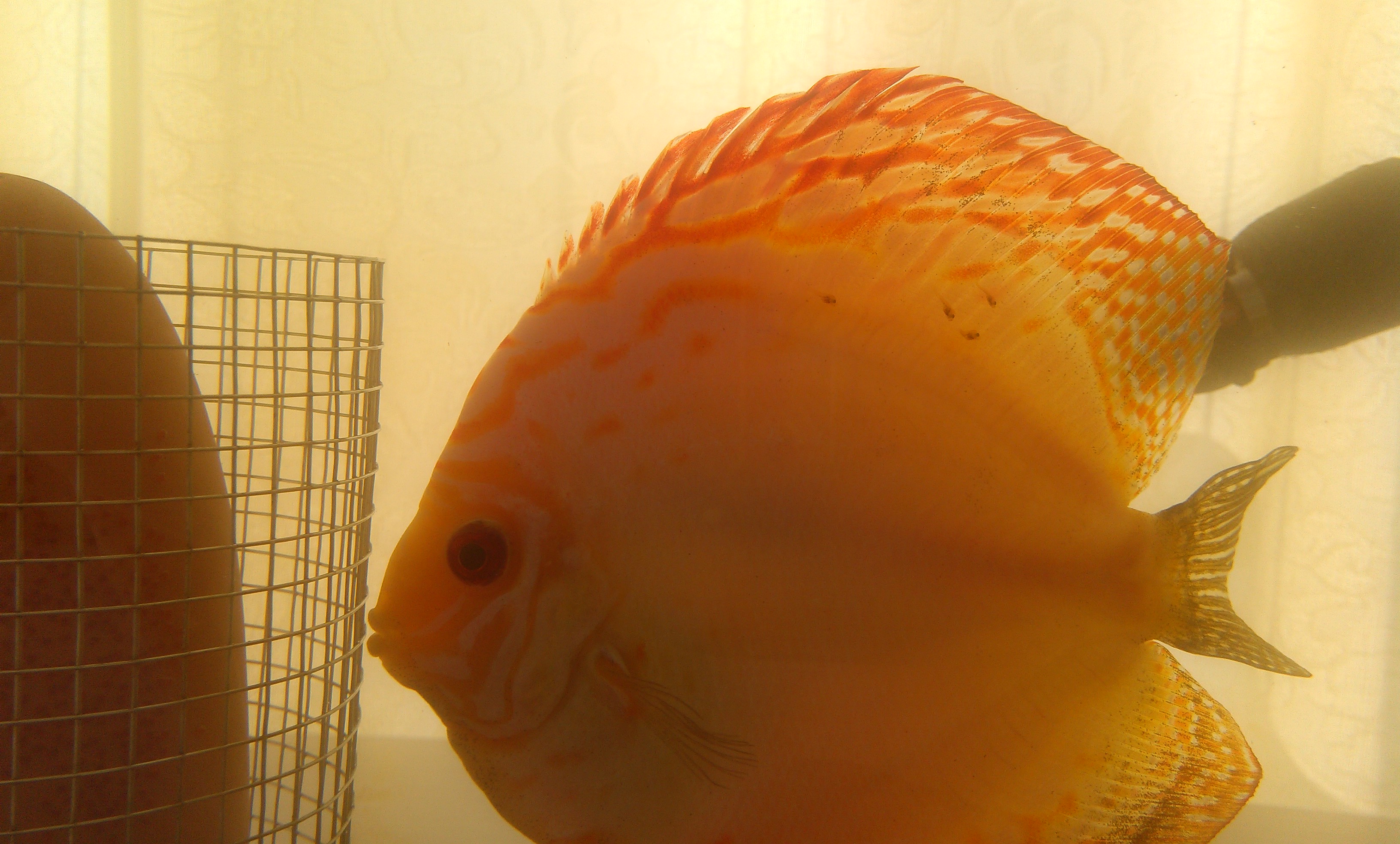 混養魚缸里提大魚、提小魚的問題及解決辦法