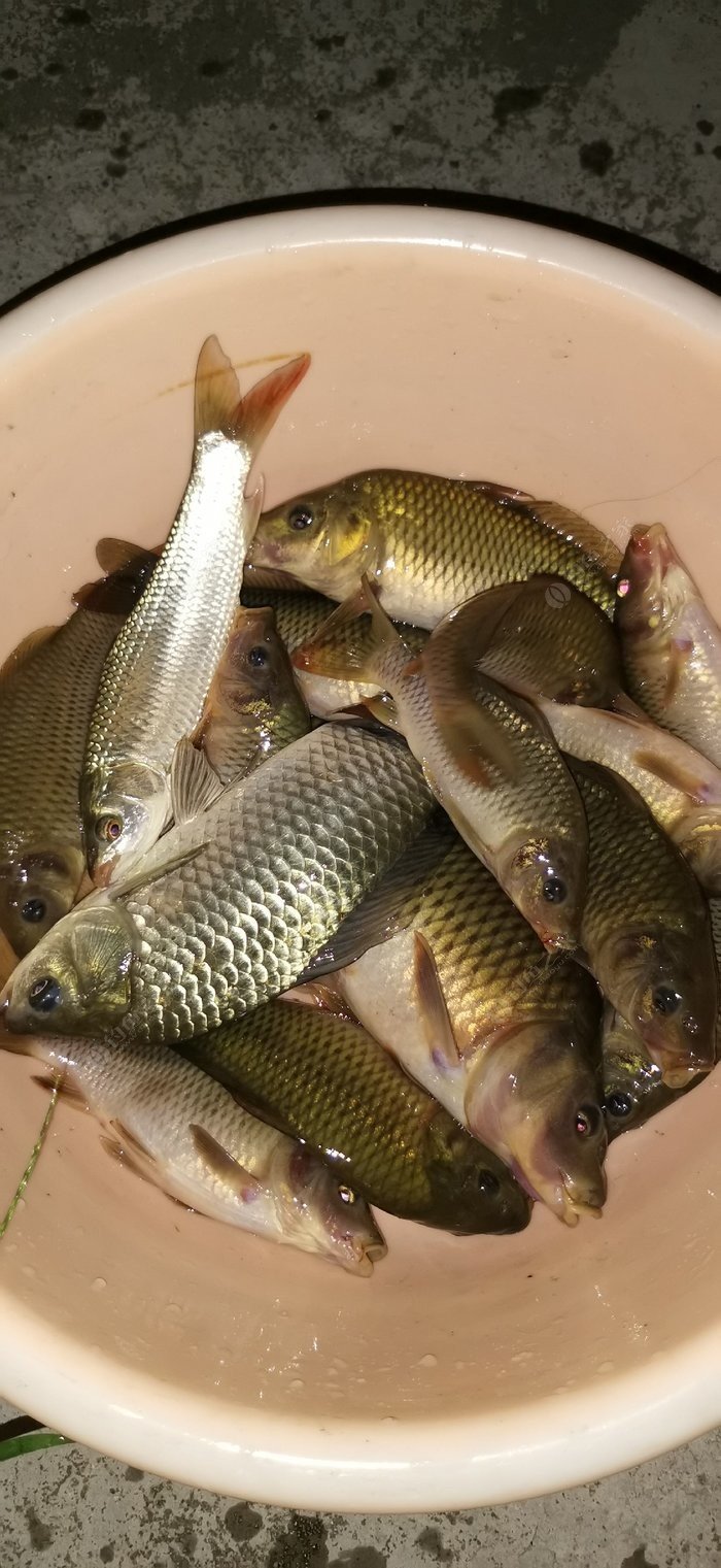 繁殖觀賞魚需要辦證嗎_繁殖觀賞魚掙錢嗎_觀賞魚繁殖