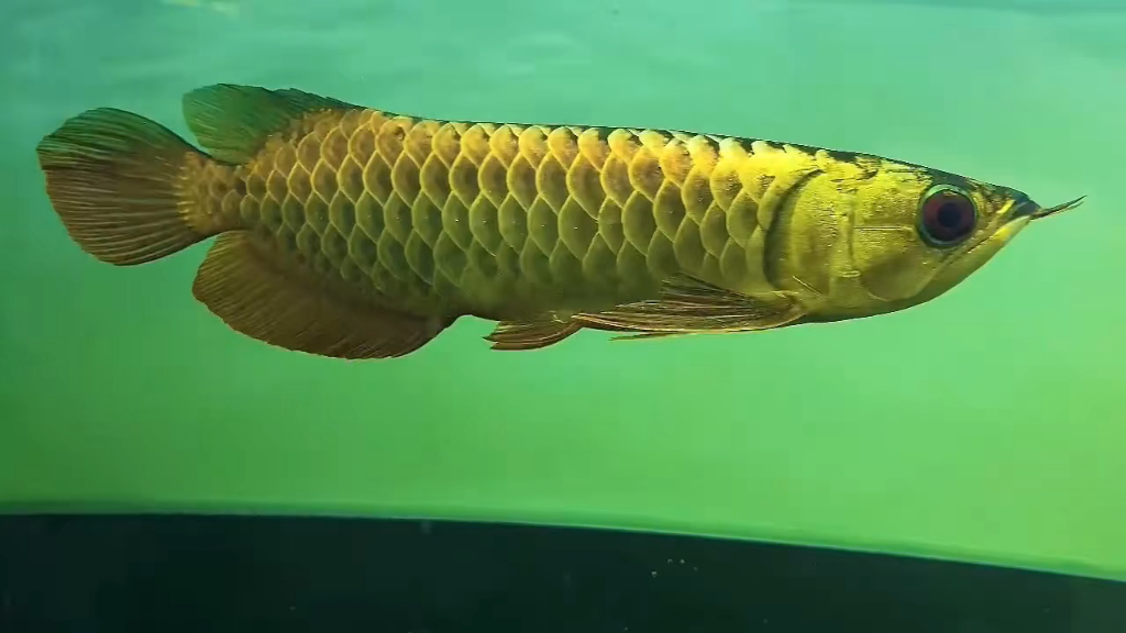 金龍魚產地_金龍魚生產地_金龍魚哪里產的