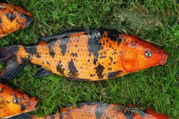 鯰魚塘鲺哪種好吃_魚塘鯰魚_鯰魚和塘鲺的區別