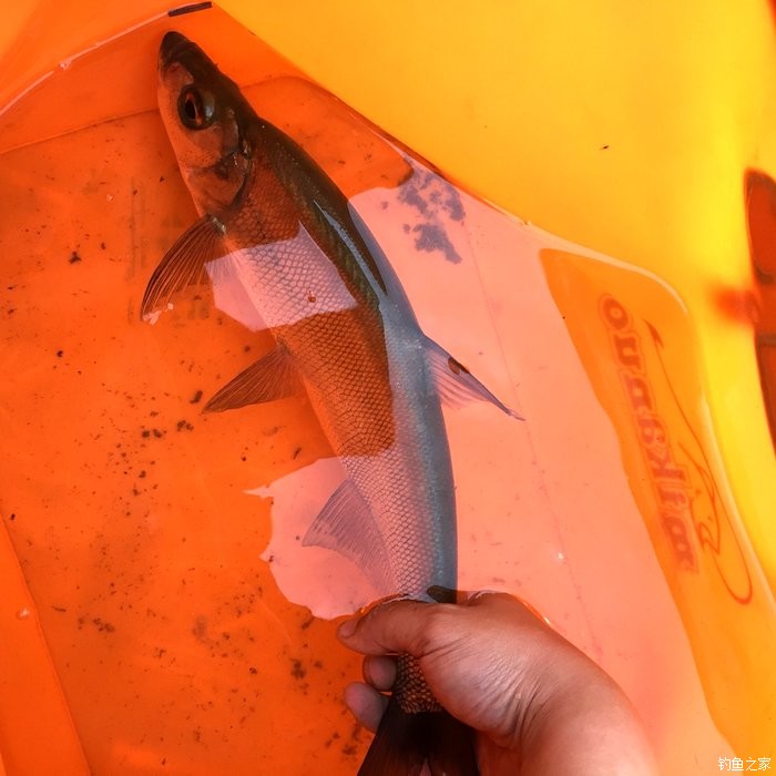 鯰魚和塘鲺的區別_鯰魚塘鲺哪種好吃_魚塘鯰魚