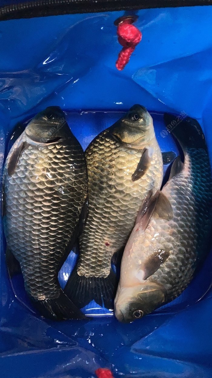 （李向東）夢見別人釣到大魚什么預兆？！！